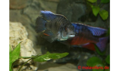 Otopharynx walteri
